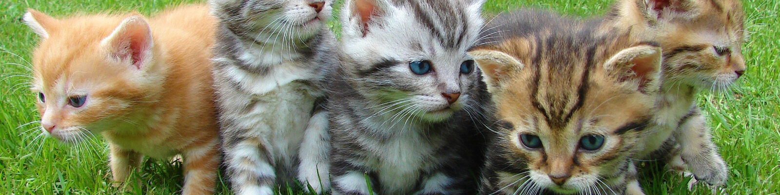 stray cat blues